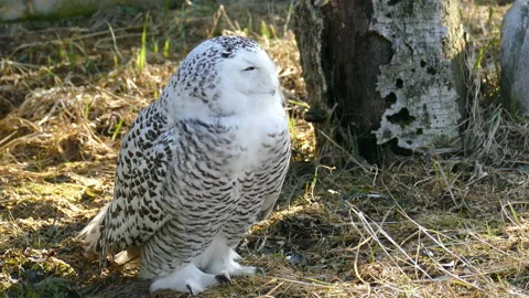 White Owl. Arctic bird. Video stock 117363072
