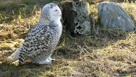 White Owl. Arctic bird. 動画素材 117363330
