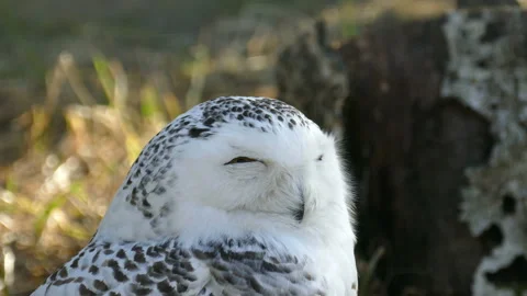 White Owl. Arctic bird. 動画素材 117363387