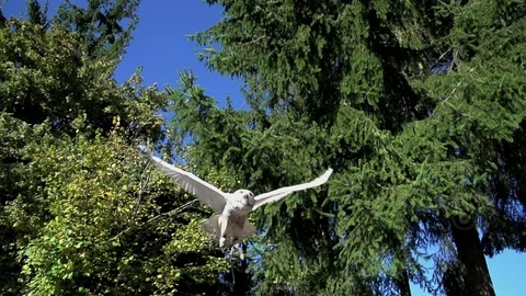 White owl bird flying in slow motion. wildlife animals background Video stock 72865387