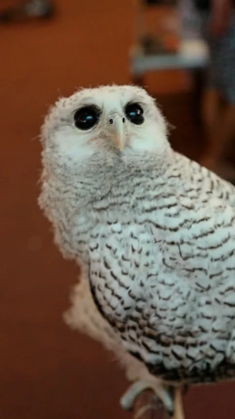 A white owl with black stripes is looking up Stock Footage 300444953