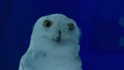 White Owl on Bluescreen 1 Stock Footage 203789584