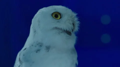 White Owl on Bluescreen 2 Stock Footage 203789637