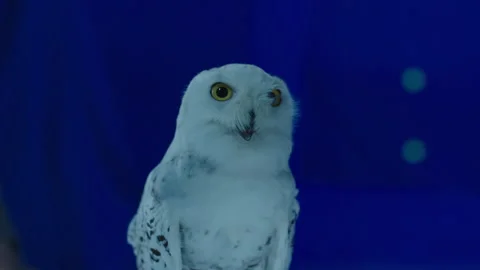 White Owl on Bluescreen 3 Stock Footage 203789658