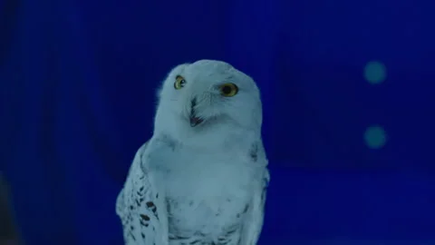 White Owl on Bluescreen 4 Stock Footage 203789704