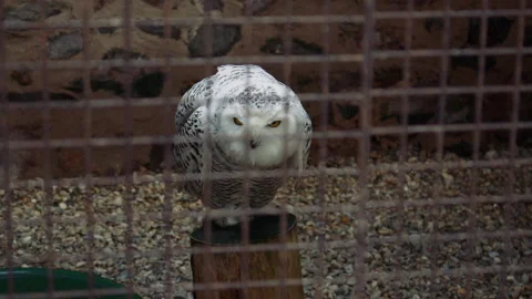A white owl with dark spots rests on a stump behind a wire cage, appearing calm Stock Footage 311351925