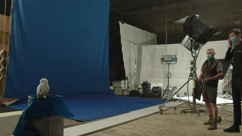 White Owl Flying on Buescreen 2 Stock Footage 203783957