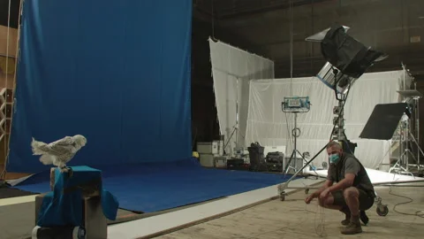 White Owl Flying on Buescreen 5 Stock Footage 203785202