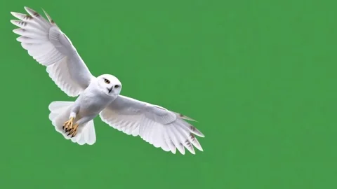 White owl flying on green screen Stock Footage 321067859