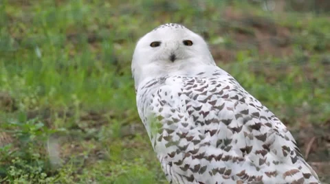 The white owl Stock Footage 8077153