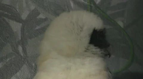 White Owl Video stock 8572713