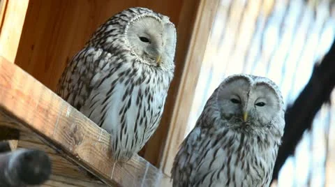White owl. Stock Footage