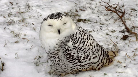 White Owl 動画素材 123899627