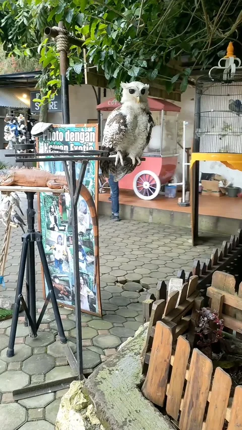 White owl Video stock 233106965