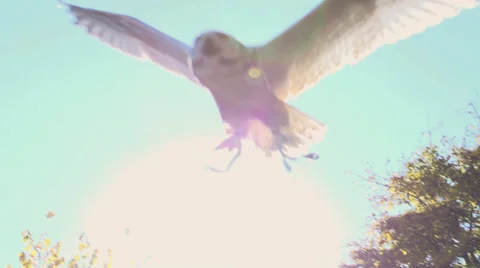 White owl launch. bird. slow motion. flying animals Stock Footage 32232916
