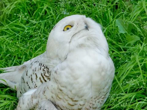White owl Stock Photos