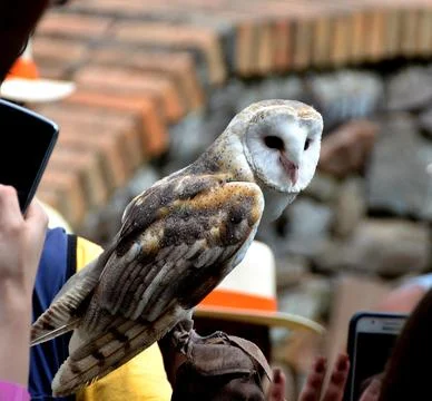 White Owl Stock Photos
