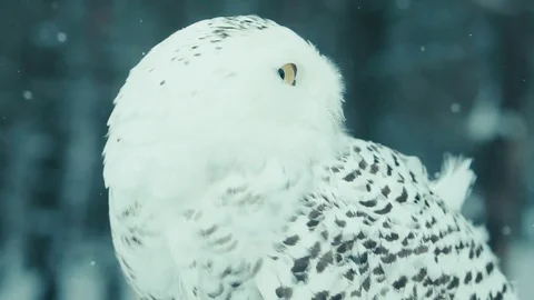 White owl in the winter forest close-up Stock Footage 72140562
