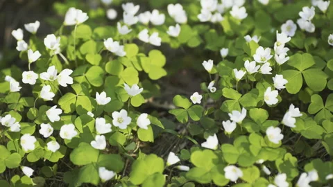 White Oxalis blooms in the forest in spring. View using the slider. Stock Footage 171464651