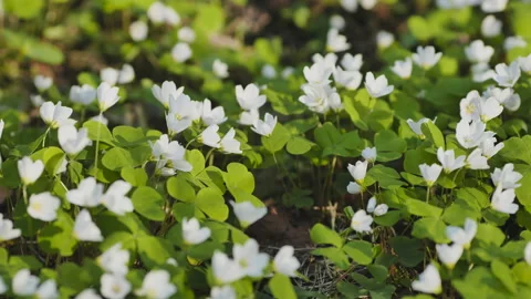 White Oxalis blooms in the forest in spring. View using the slider. Stock Footage 171612698