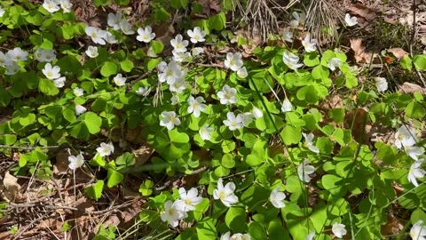 White Oxalis blooms in the forest in spring swaying in the wind on a sunny day Stock Footage 242437327