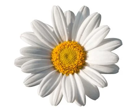 White oxeye daisy Stock Photos