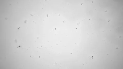 White Paint on a Black Background Stock Footage 83446861