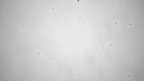 White Paint on a Black Background Stock Footage 83448337