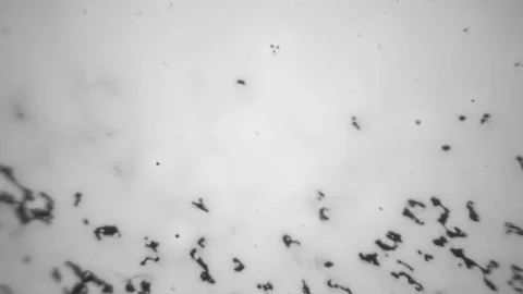 White Paint on a Black Background Stock Footage 83448440