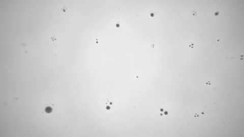 White Paint on a Black Background Stock Footage 83456401