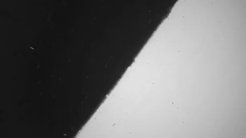 White Paint on a Black Background Stock Footage 83456513