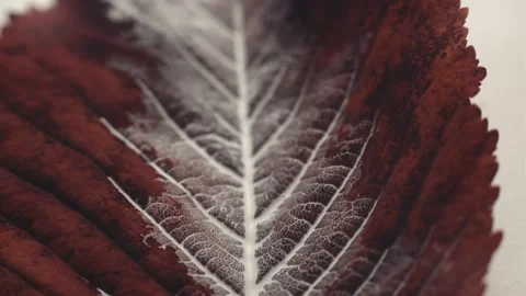 White paint  flows down dry leaves;  beautiful patterns Vidéo 152639243
