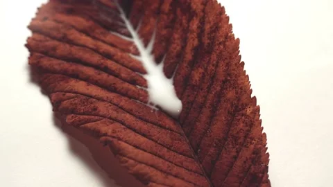 White paint  flows down dry leaves Vidéo 152639284