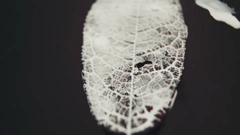 White paint  flows down dry leaves Vidéo 152639341