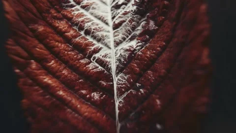 White paint  flows down dry leaves Vidéo 152639382