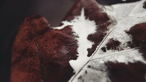 White paint  flows down dry leaves Vidéo 152639395