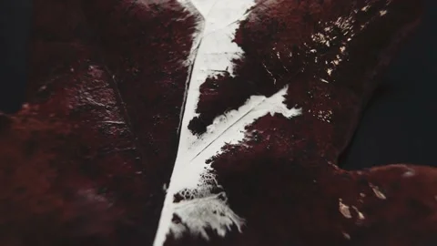 White paint  flows down dry leaves Vidéo 152639413