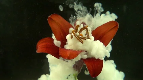 White Paint On Red Flower Stock Footage 94331890