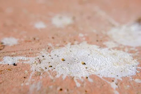 White paint splashes on a rustic clay tile floor Stock-Fotos