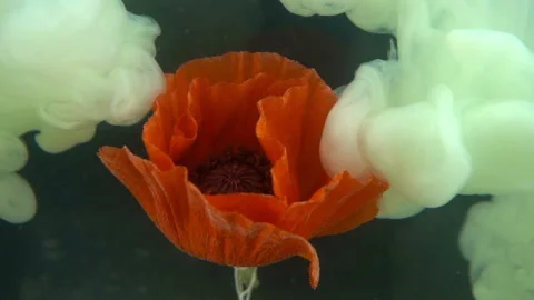 White Paint Spreading On Flower Stock Footage 94334194