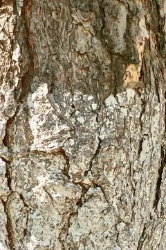 White paint on tree bark. Textured pine trunk close up. Old brown bark back.. Stock Photos