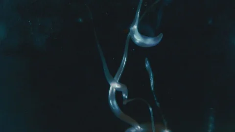 White Paint In Water In Slowmotion Stock Footage 129251825
