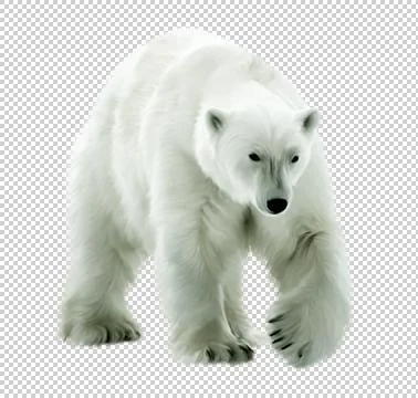 White painted bear on a transparent background. Stock-Illustration