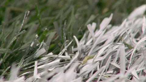 White painted grass on the yard lines on the NFL field Stock Footage 113276228