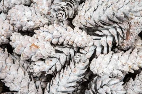 White painted pine cones in background Stock Photos