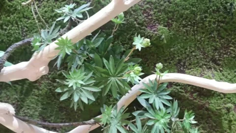 White Painted Tree Branches In Lush Garden Stock Footage 333576139