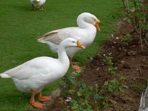 White pair of ducks stand next to a pond or lake on the grass field. Stock Photos