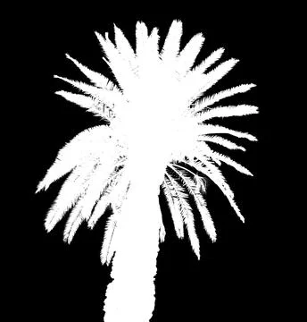 White palm tree on black background Stock Illustration