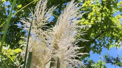 White Pampas Grass Swaying under Blue Sky Slow Motion Stock Footage 339684571