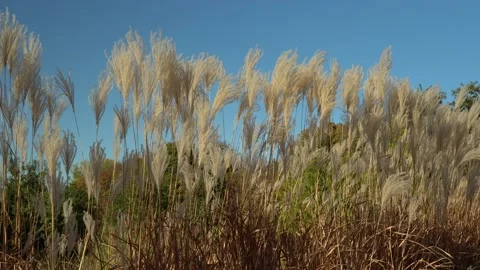 White pampas grass swing on wind in sky background. 스톡 동영상 236990431